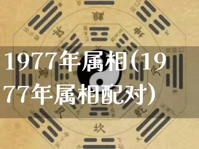 1977年属相(1977年属相配对)_https://www.dao-sheng-yuan.com_生肖属相_第1张