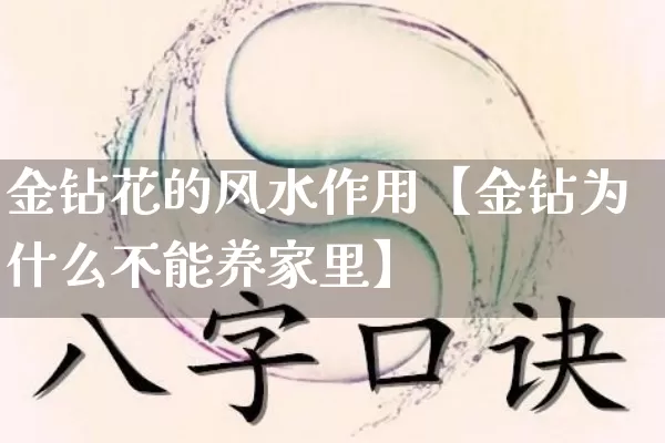 金钻花的风水作用【金钻为什么不能养家里】_风水_第1张_道圣缘 金钻花的风水作用【金钻为什么不能养家里】_https://www.dao-sheng-yuan.com_风水_第1张